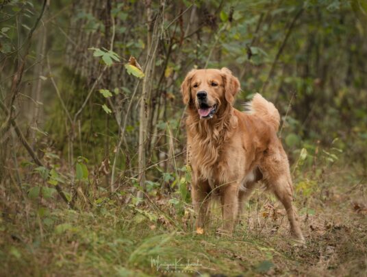CZWORONOGI–CZWORONOGOM, zdjęcie: SIRVIS nad Jeziorem Serwy - zdjęcie z zawodów - zobacz jak trenujemy aporty w otoczeniu Puszczy Augustowskiej