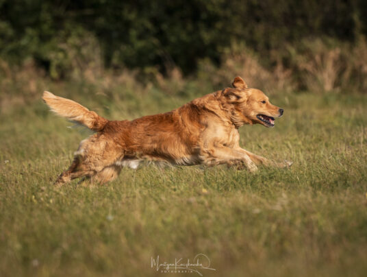 CZWORONOGI–CZWORONOGOM, zdjęcie: SIRVIS nad Jeziorem Serwy - zdjęcie z zawodów - zobacz jak trenujemy aporty w otoczeniu Puszczy Augustowskiej