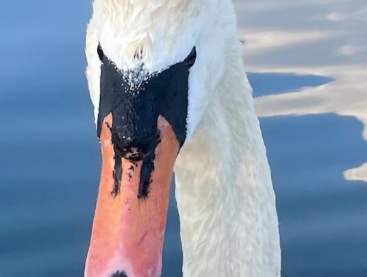SIRVIS na wodzie, zdjęcie: natura - SIRVIS - jezioro Serwy - Suwalszczyzna