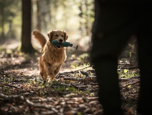 SIRVIS - czworonożni gospodarze, zdjęcie: Wincent w rytmie aportu