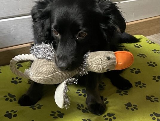 SIRVIS - czworonożni gospodarze, zdjęcie: Lucy - mała strażniczka SIRVIS