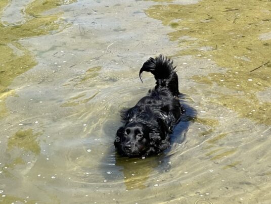 SIRVIS - czworonożni gospodarze, zdjęcie: Lucy i jej ulubione ścieżki wodne